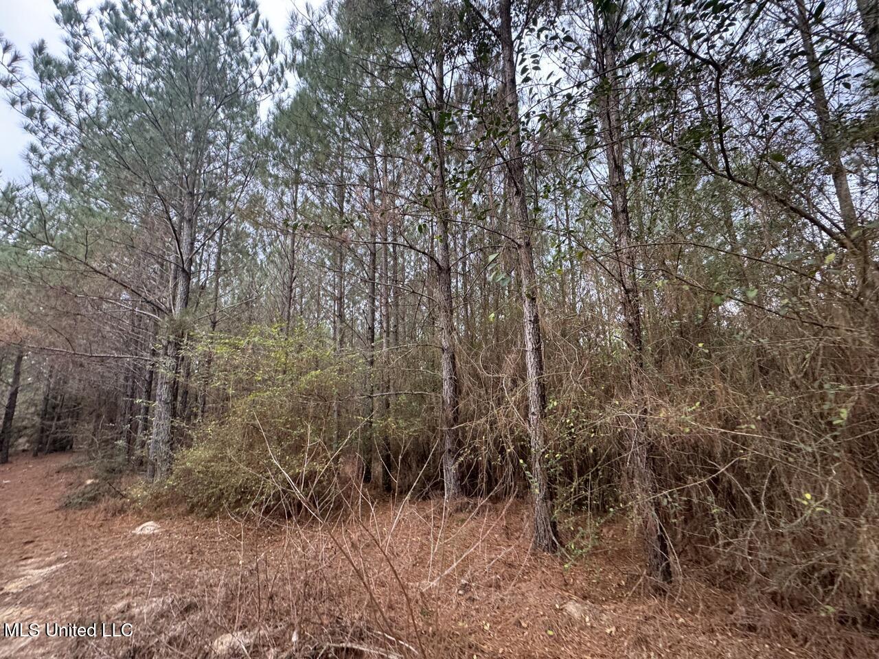 57 Mose Hilliard Road Sontag, MS 39665 - Photo 8 of 20 IMG_1065 2 Large