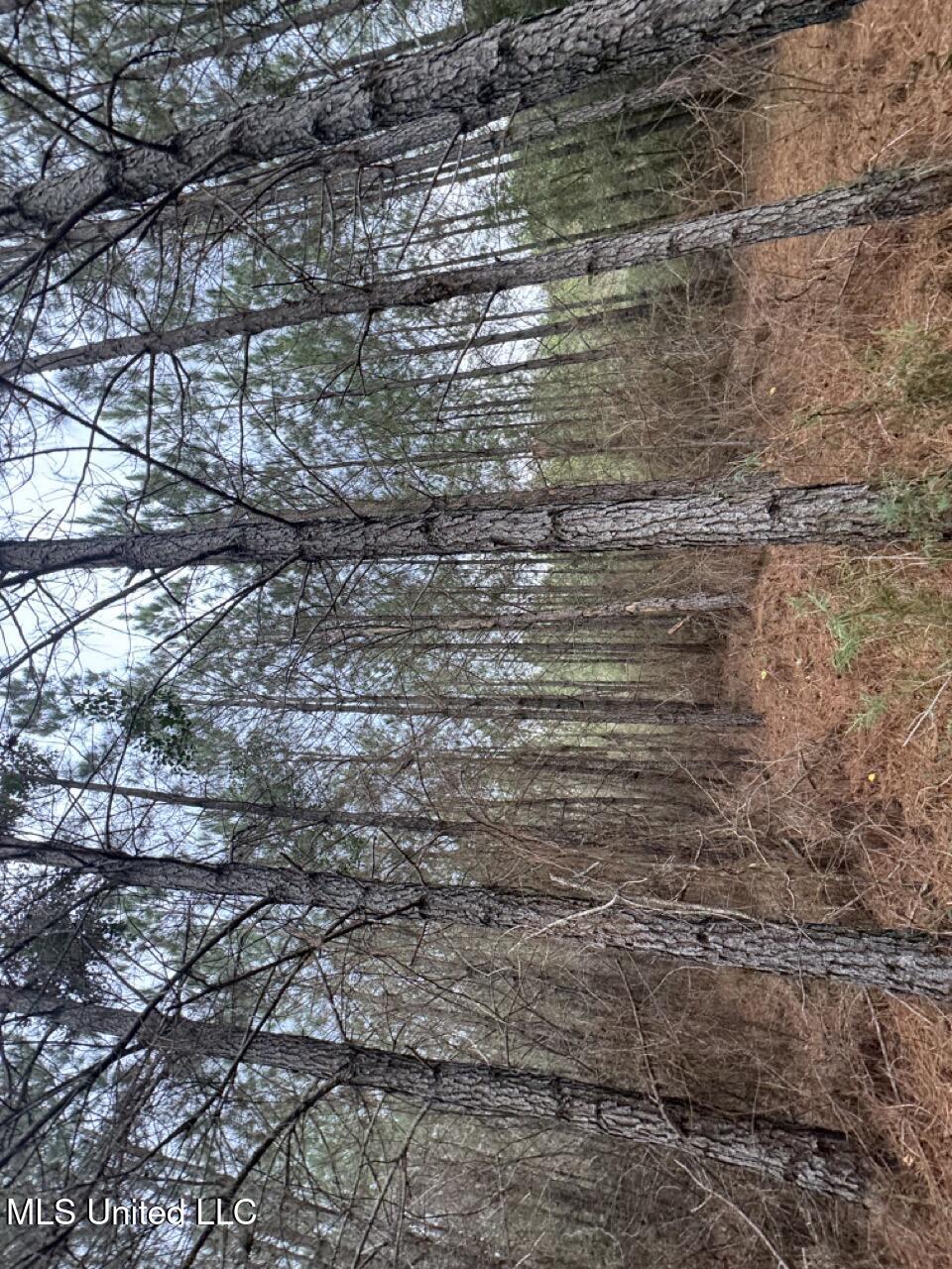 57 Mose Hilliard Road Sontag, MS 39665 - Photo 9 of 20 IMG_1066 Large