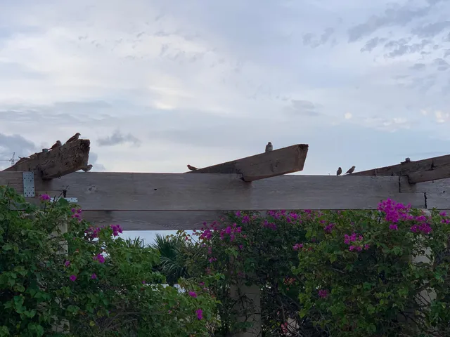 a view of a chairs and table in backyard