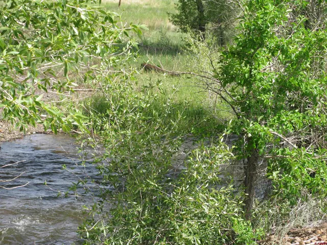 a view of a lush green forest