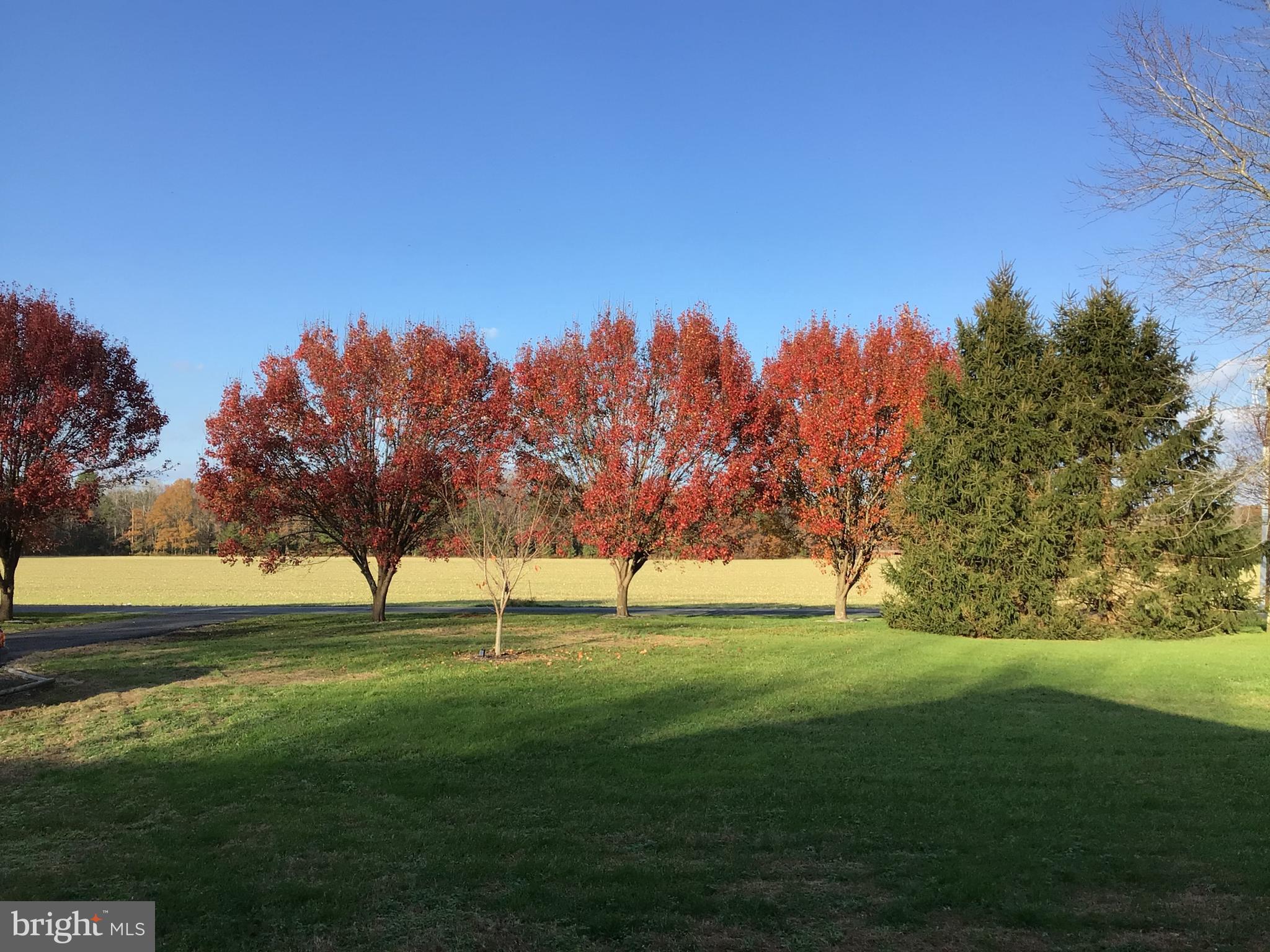 28736 Stockley Road Milton, DE 19968 - Photo 31 of 35 a view of grassy field with trees