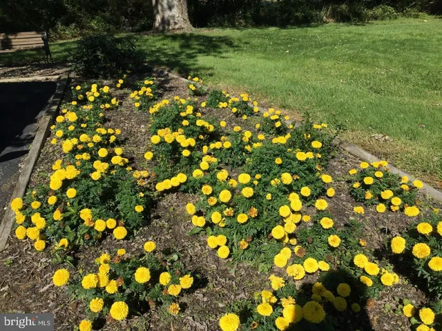 a view of a bunch of flowers in yard