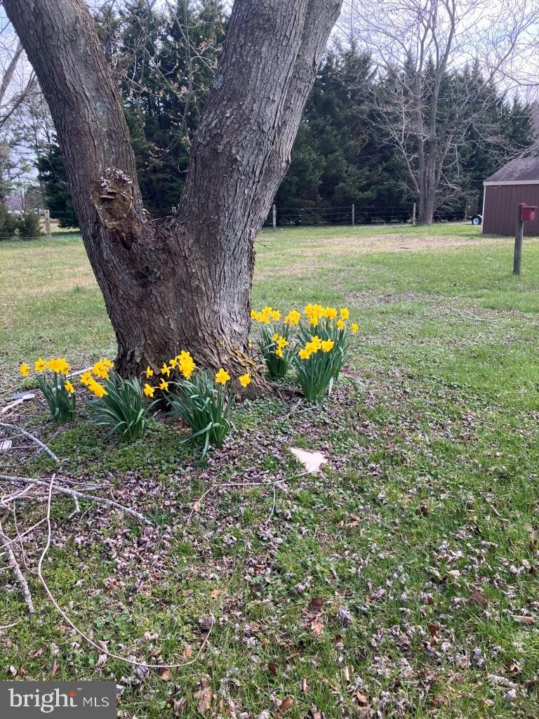 28736 Stockley Road Milton, DE 19968 - Photo 34 of 35 a view of a yard with a tree