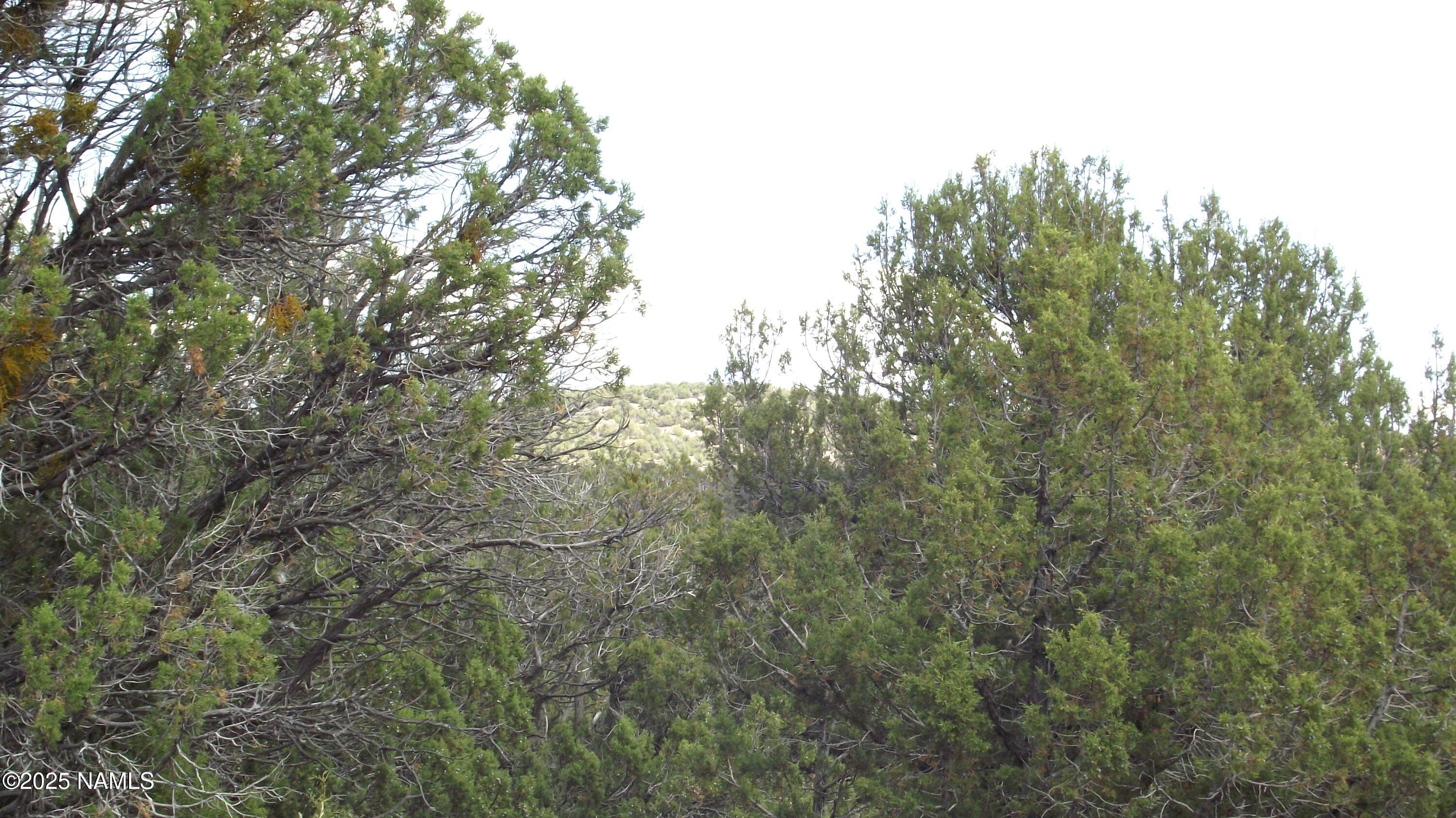 13 Westwood Ranch Road Williams, AZ 86046 - Photo 23 of 31 a view of a yard with a tree