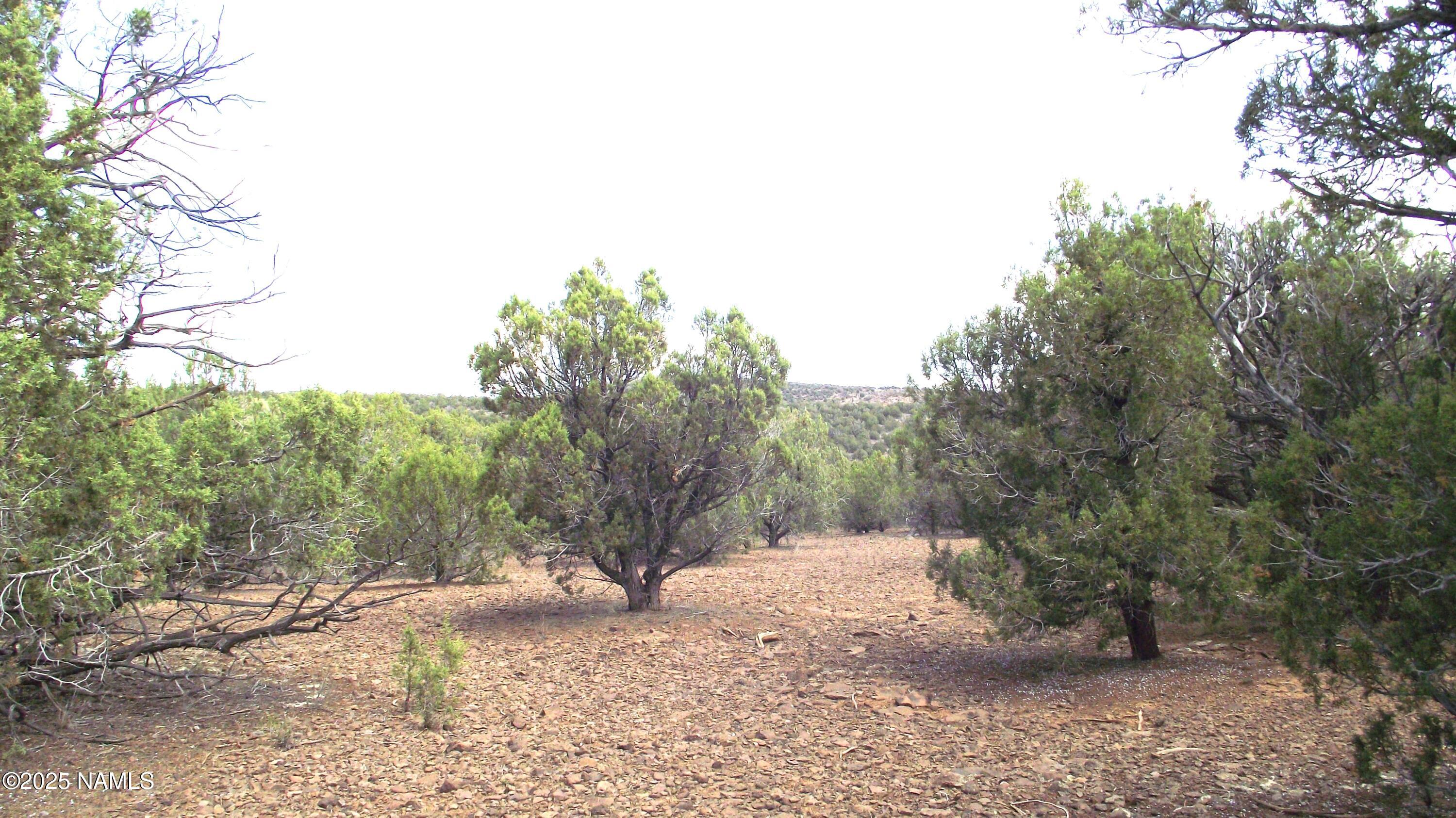 13 Westwood Ranch Road Williams, AZ 86046 - Photo 24 of 31 a view of a yard with a tree