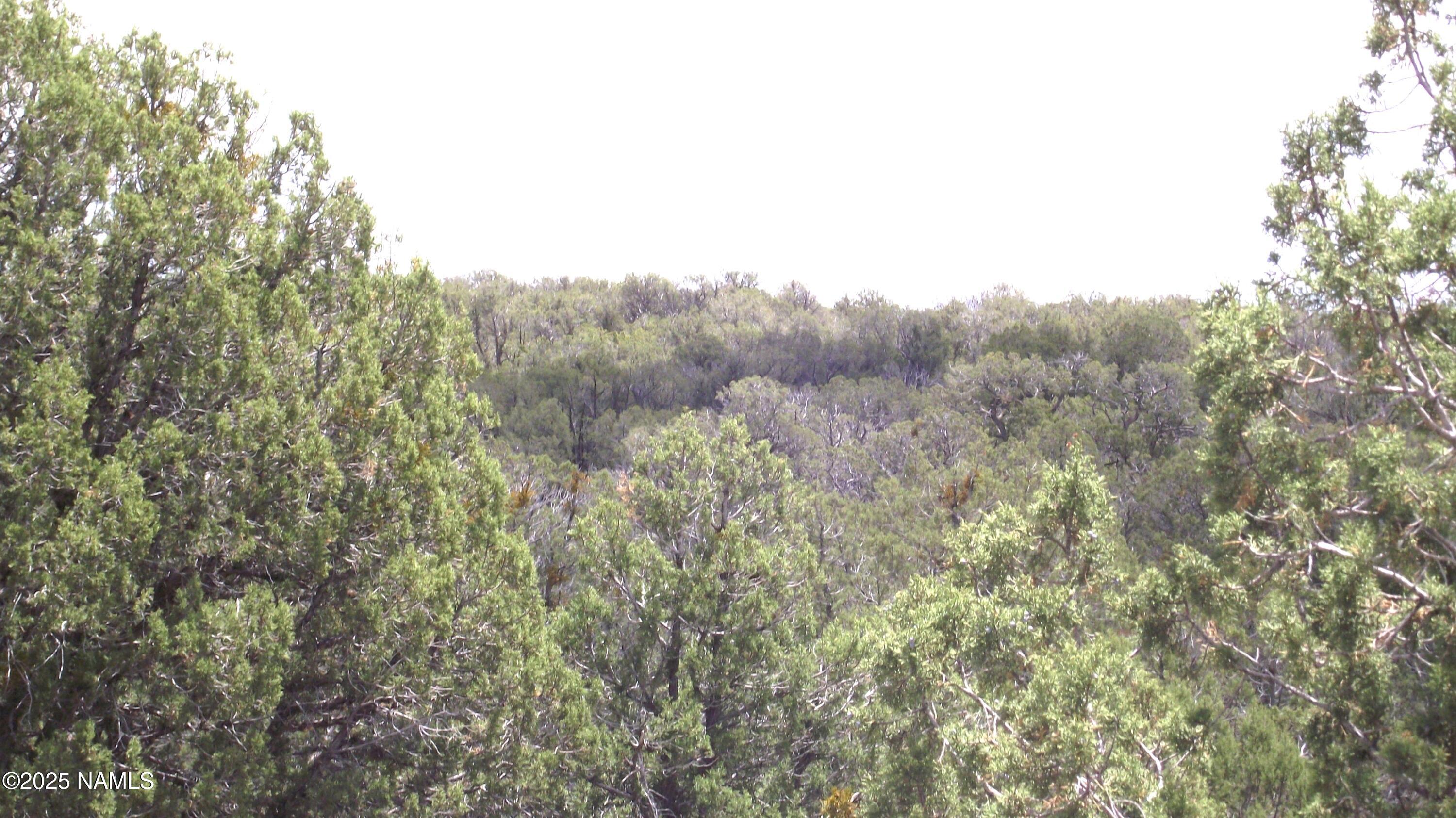 13 Westwood Ranch Road Williams, AZ 86046 - Photo 26 of 31 a view of a forest with trees in the background