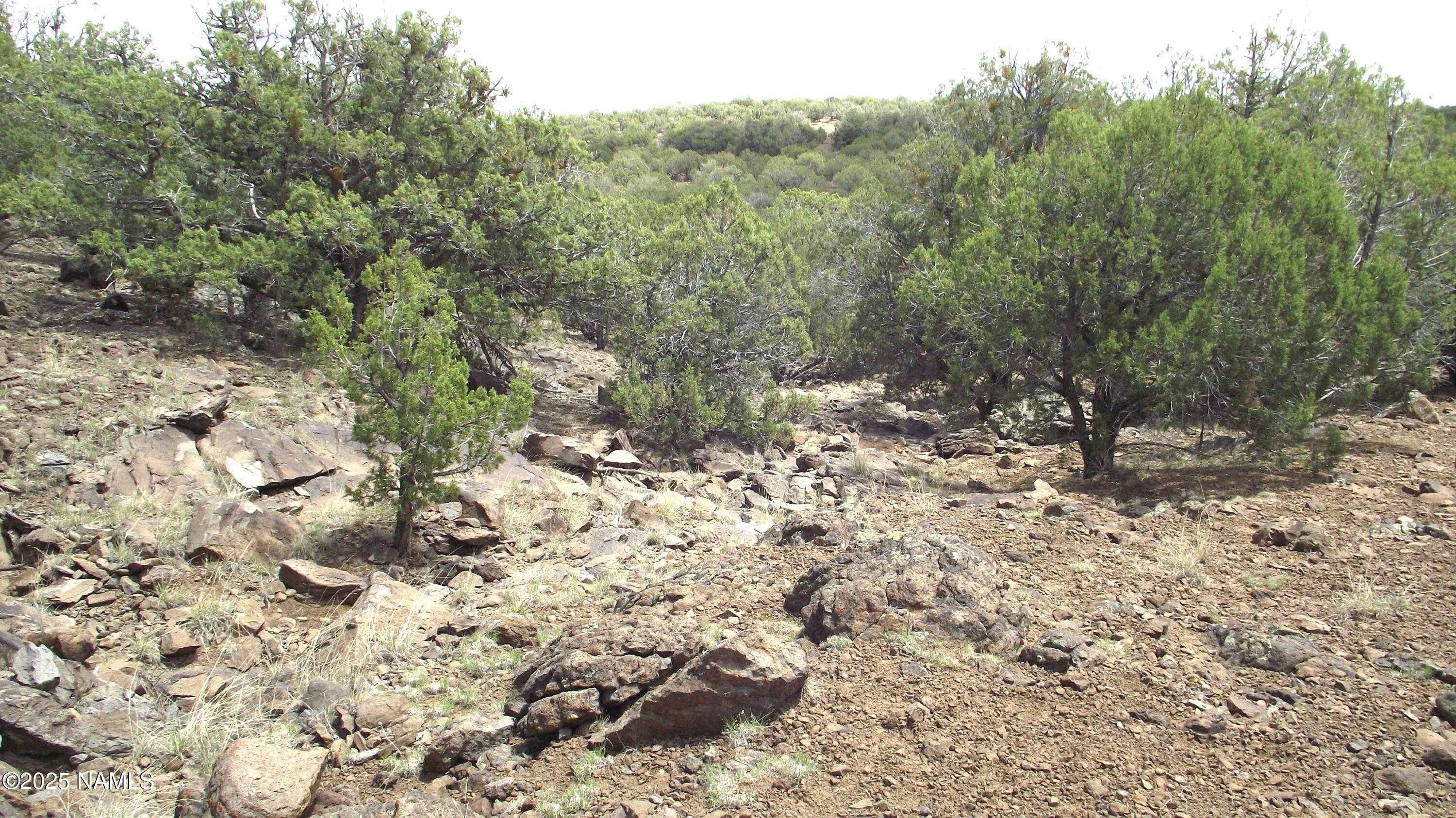 13 Westwood Ranch Road Williams, AZ 86046 - Photo 27 of 31 a view of a forest with a tree