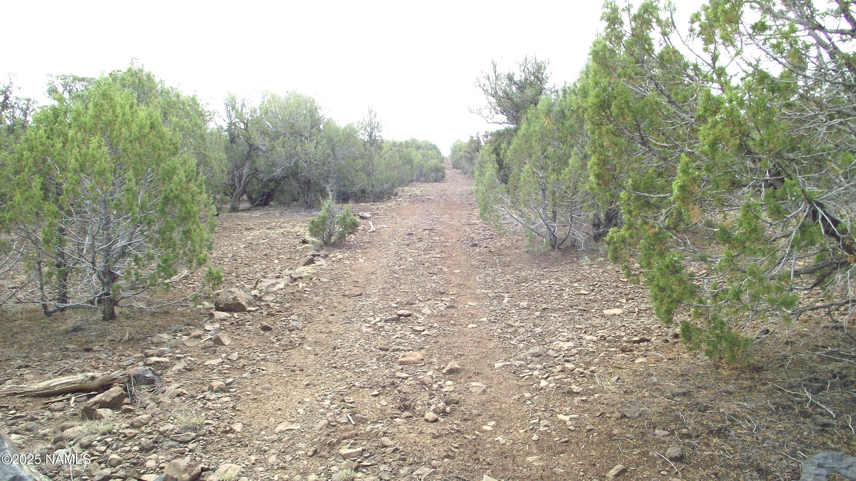 13 Westwood Ranch Road Williams, AZ 86046 - Photo 30 of 31 a view of a forest with trees in the background