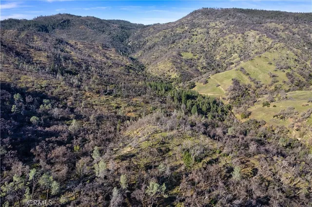 a view of a forest with a mountain view