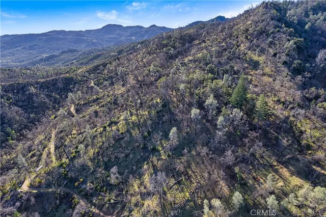a view of a large tree