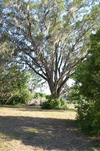 a view of a yard with large trees