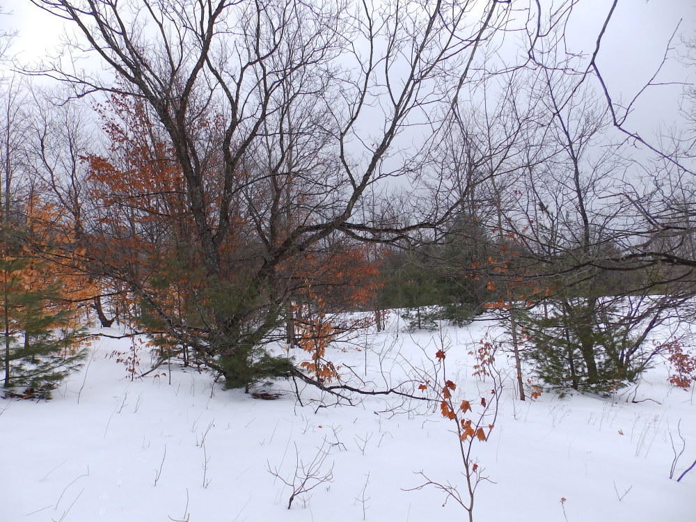 Keil Road Mancelona, MI 49659 - Photo 33 of 48 Gallery Image 33