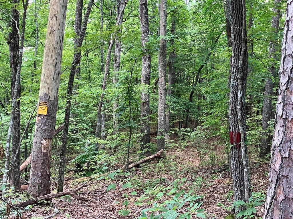 97 Concord Trail Murphy, NC 28906 - Photo 30 of 42