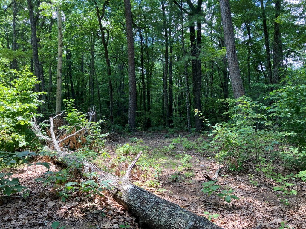 97 Concord Trail Murphy, NC 28906 - Photo 33 of 42