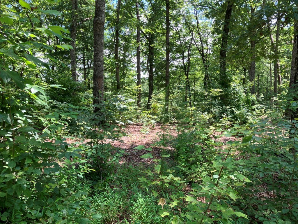 97 Concord Trail Murphy, NC 28906 - Photo 37 of 42