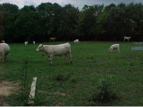 0 Sam Long Road Rogersville, TN 37857 - Photo 3 of 3 Photo 3