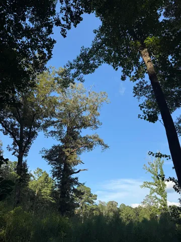 a view of a tree in a yard