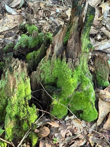 a view of a trees in a yard