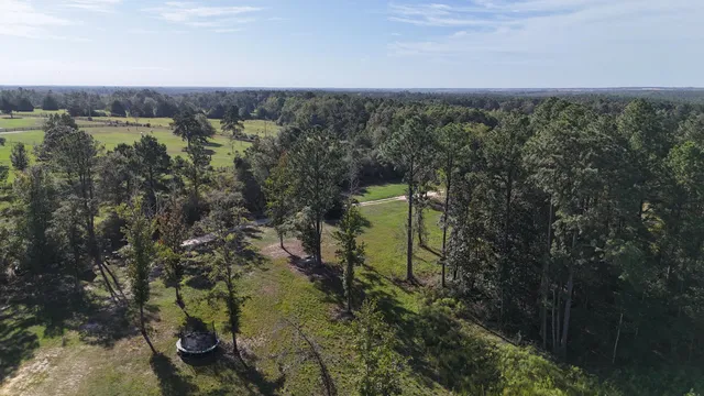 a view of a tree in a park