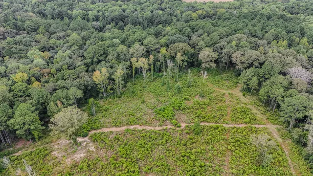 a view of a lush green forest