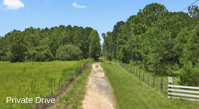 a view of a yard with plants and large trees