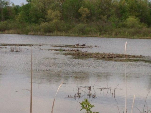 Buffalo Road Buchanan, MI 49107 - Photo 11 of 23 Nesting Geese