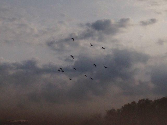 Buffalo Road Buchanan, MI 49107 - Photo 13 of 23 Geese in flight
