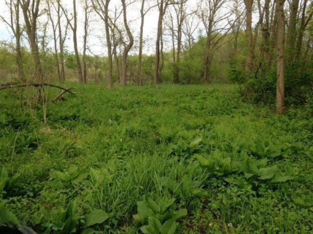 Buffalo Road Buchanan, MI 49107 - Photo 14 of 23 Plant Life