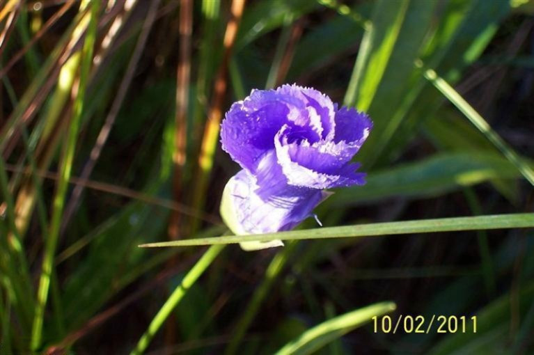 Buffalo Road Buchanan, MI 49107 - Photo 16 of 23 Flower
