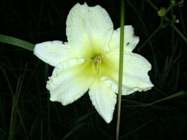Buffalo Road Buchanan, MI 49107 - Photo 18 of 23 Flower