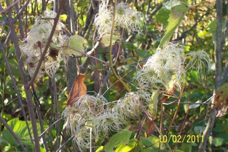 Buffalo Road Buchanan, MI 49107 - Photo 20 of 23 Plants