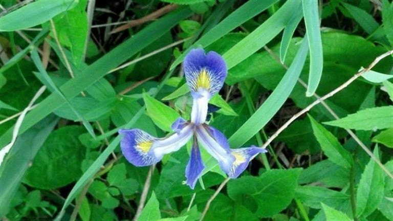 Buffalo Road Buchanan, MI 49107 - Photo 21 of 23 Flower