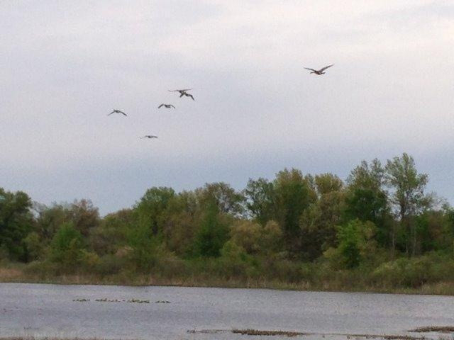 Buffalo Road Buchanan, MI 49107 - Photo 3 of 23 Geese