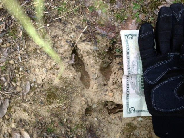 Buffalo Road Buchanan, MI 49107 - Photo 6 of 23 Deer Track