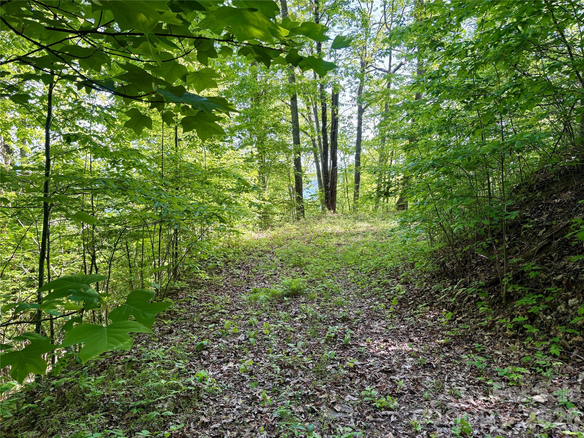 0 Carpenter Road Bryson City, NC 28713 - Photo 11 of 30 Gallery Image 11
