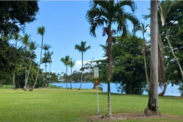 a view of a park with palm trees