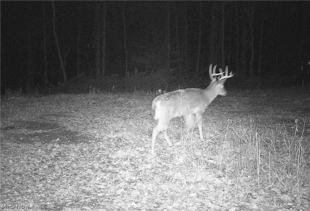 Tabor Ridge Road Mineral City, OH 44656 - Photo 11 of 33 Gallery Image 11