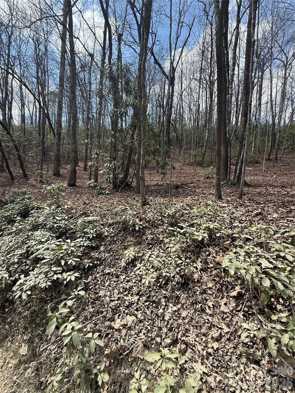 0 Line Runner Ridge Road Rosman, NC 28772 - Photo 14 of 20 a view of a forest with trees