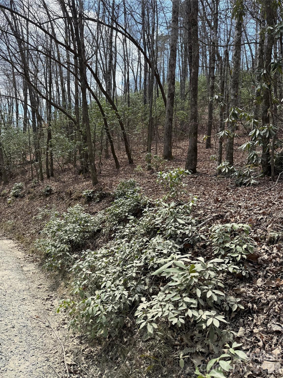 0 Line Runner Ridge Road Rosman, NC 28772 - Photo 15 of 20 a view of a forest with trees in the background