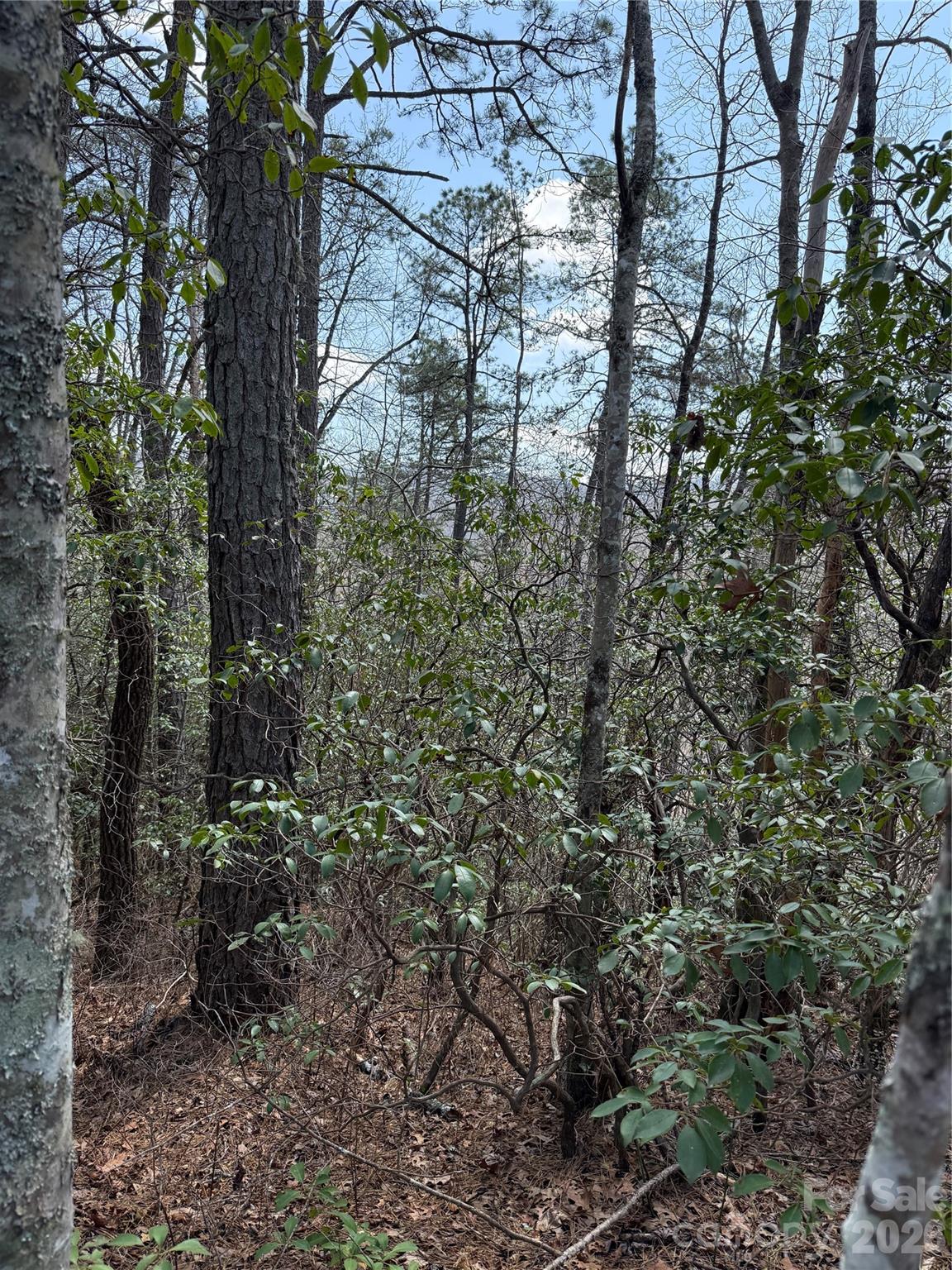 0 Line Runner Ridge Road Rosman, NC 28772 - Photo 6 of 20 a view of a forest with a tree