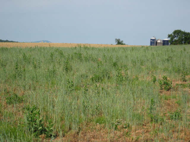 0 Cecil Wampler Road Mount Crawford, VA 22841 - Photo 2 of 3 Gallery Image 2
