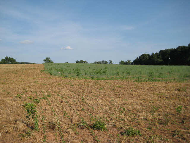 0 Cecil Wampler Road Mount Crawford, VA 22841 - Photo 3 of 3 Gallery Image 3