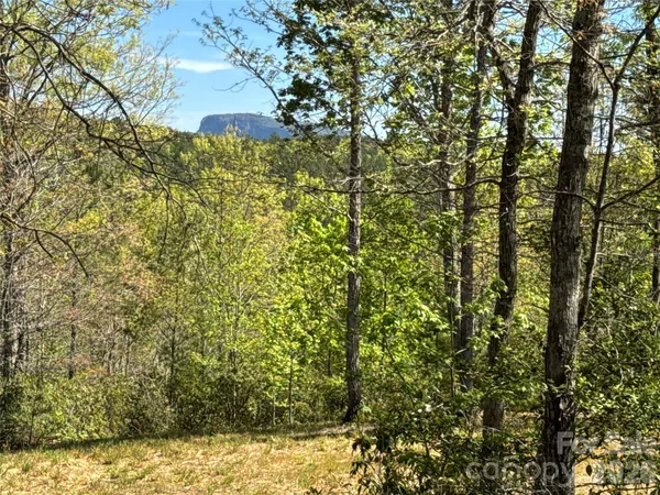 a view of a yard
