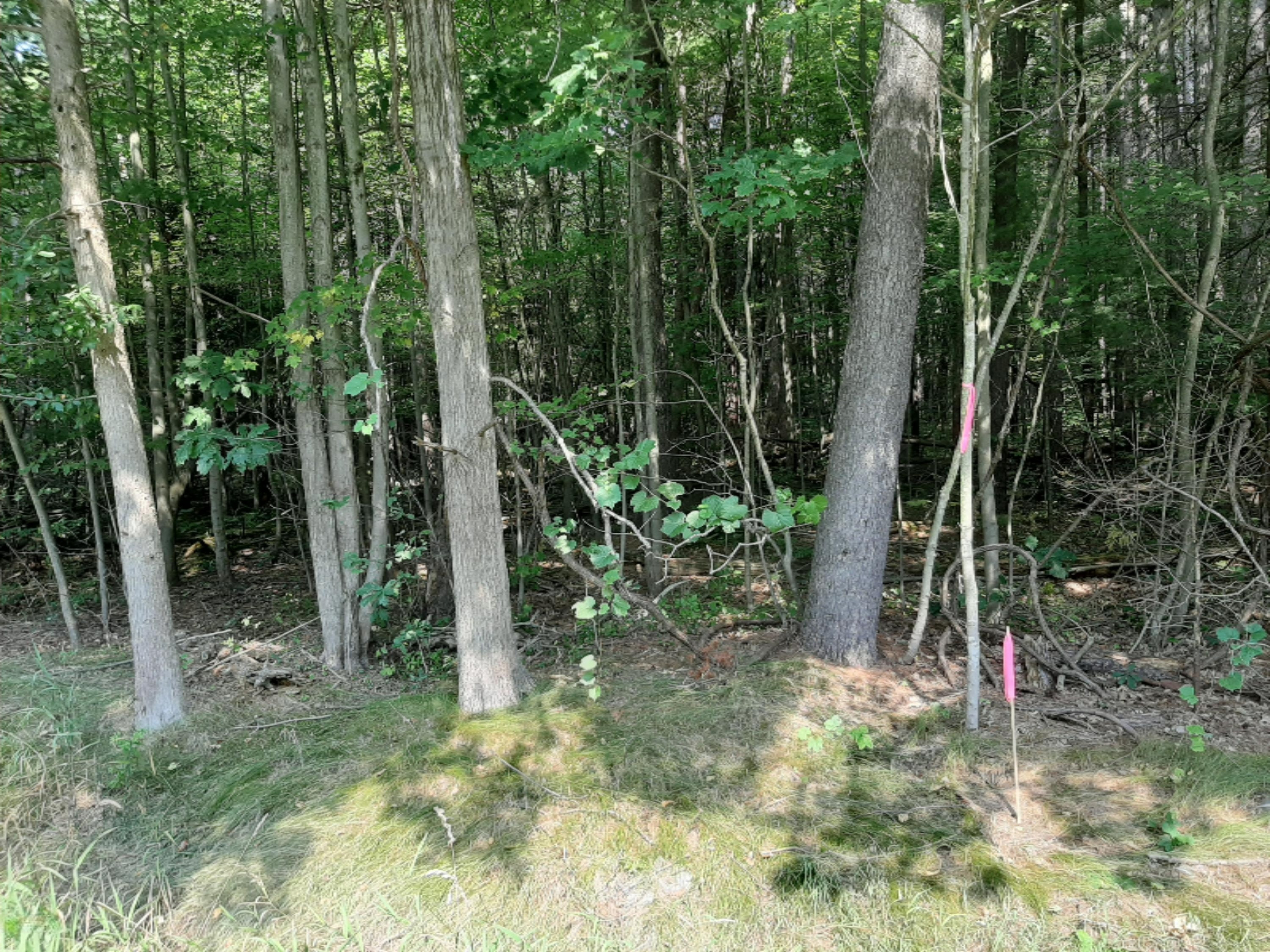 V/l Parcel C White Road Ravenna, MI 49451 - Photo 1 of 4 Bosset & White