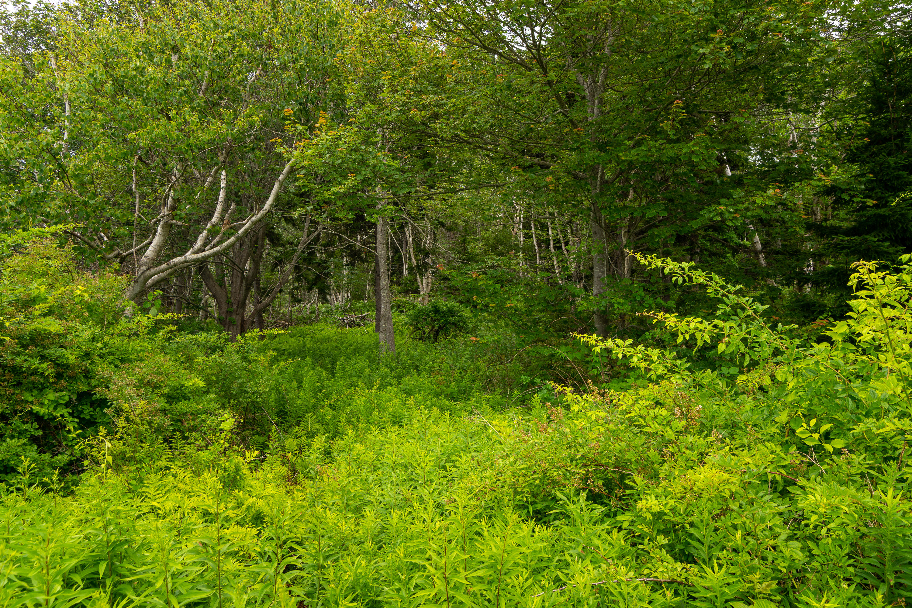 24 Edwards Street Portland, ME 04108 - Photo 30 of 33 (31)_24 Edwards Rd. Peaks Island, ME(MAP