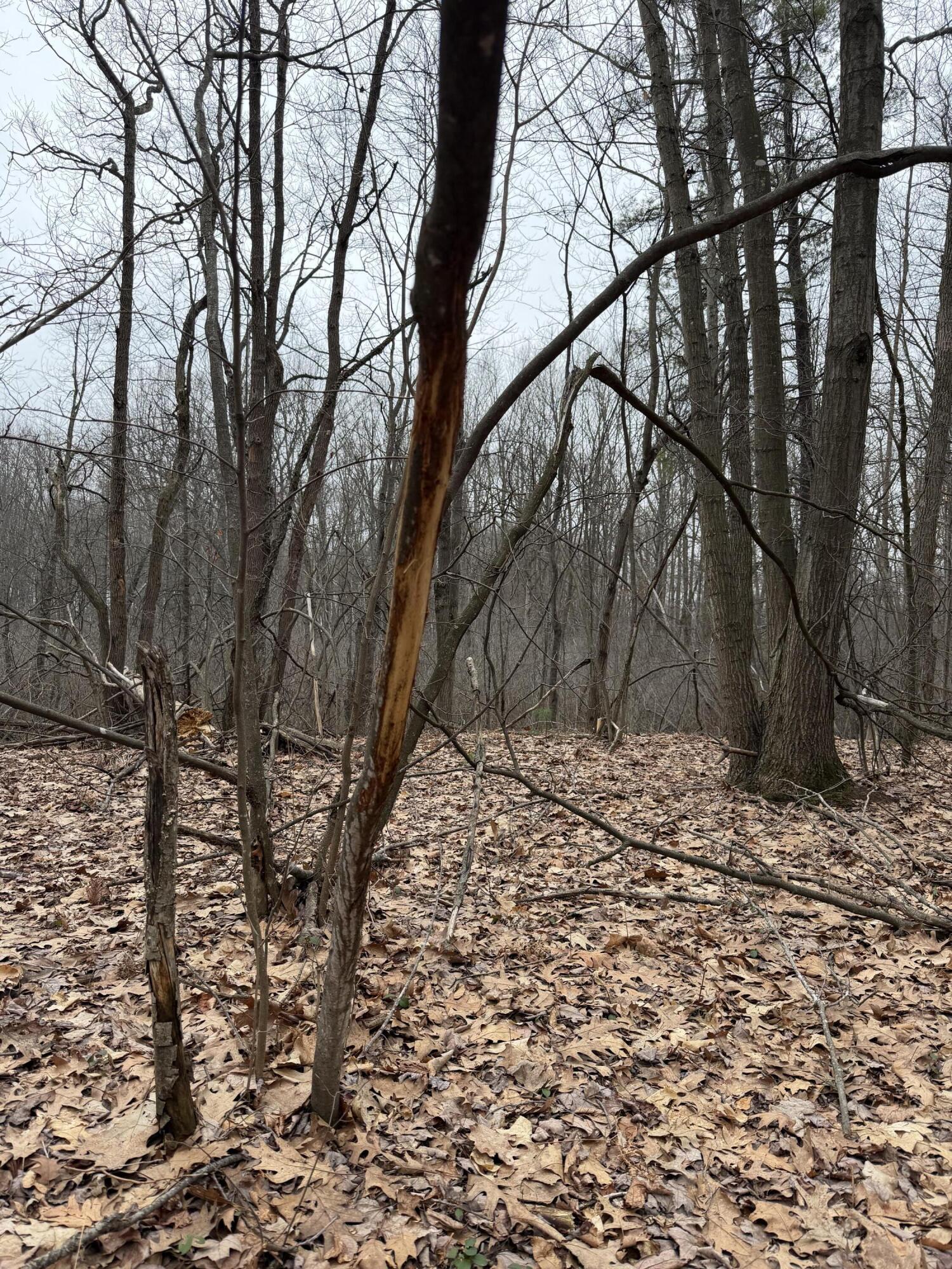 13709 South Fenmore Road Brant, MI 48614 - Photo 13 of 44 Pic 13