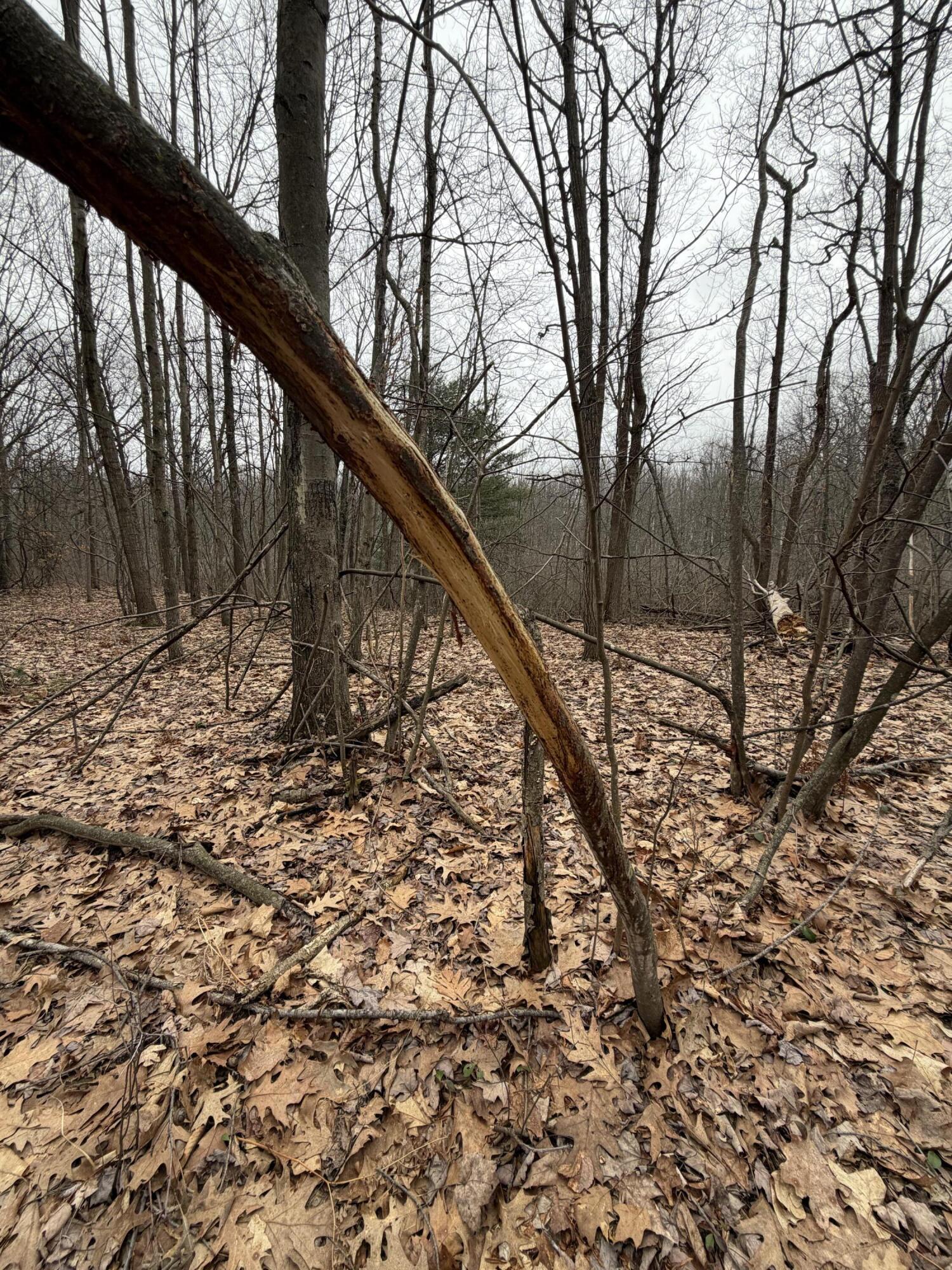 13709 South Fenmore Road Brant, MI 48614 - Photo 2 of 44 Pic 2