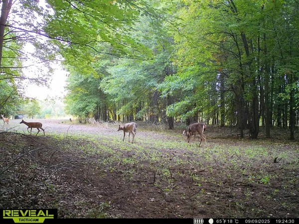 $139,000 | 13709 South Fenmore Road, Brant, MI 48614