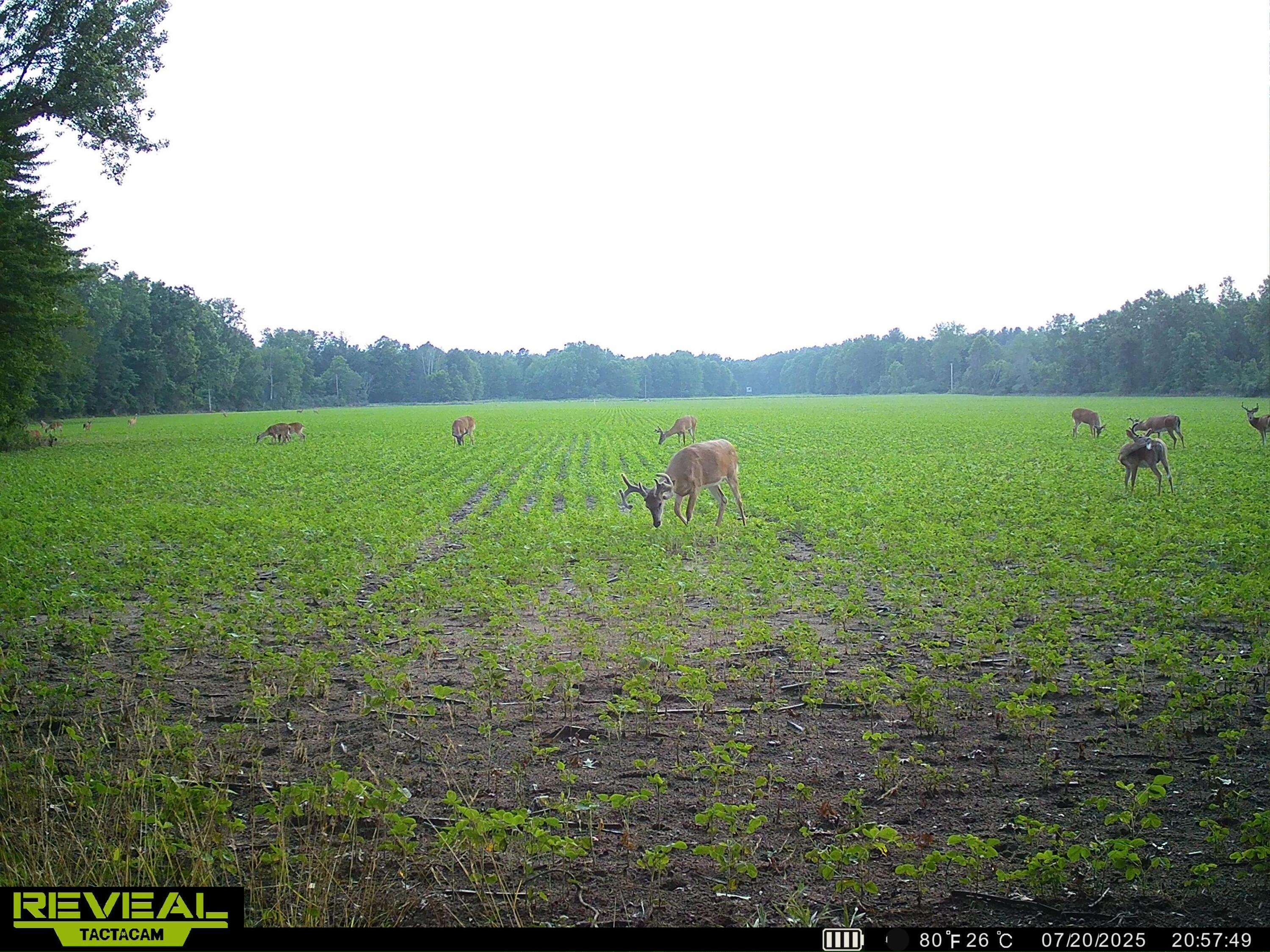 13709 South Fenmore Road Brant, MI 48614 - Photo 33 of 44 SYEW0177