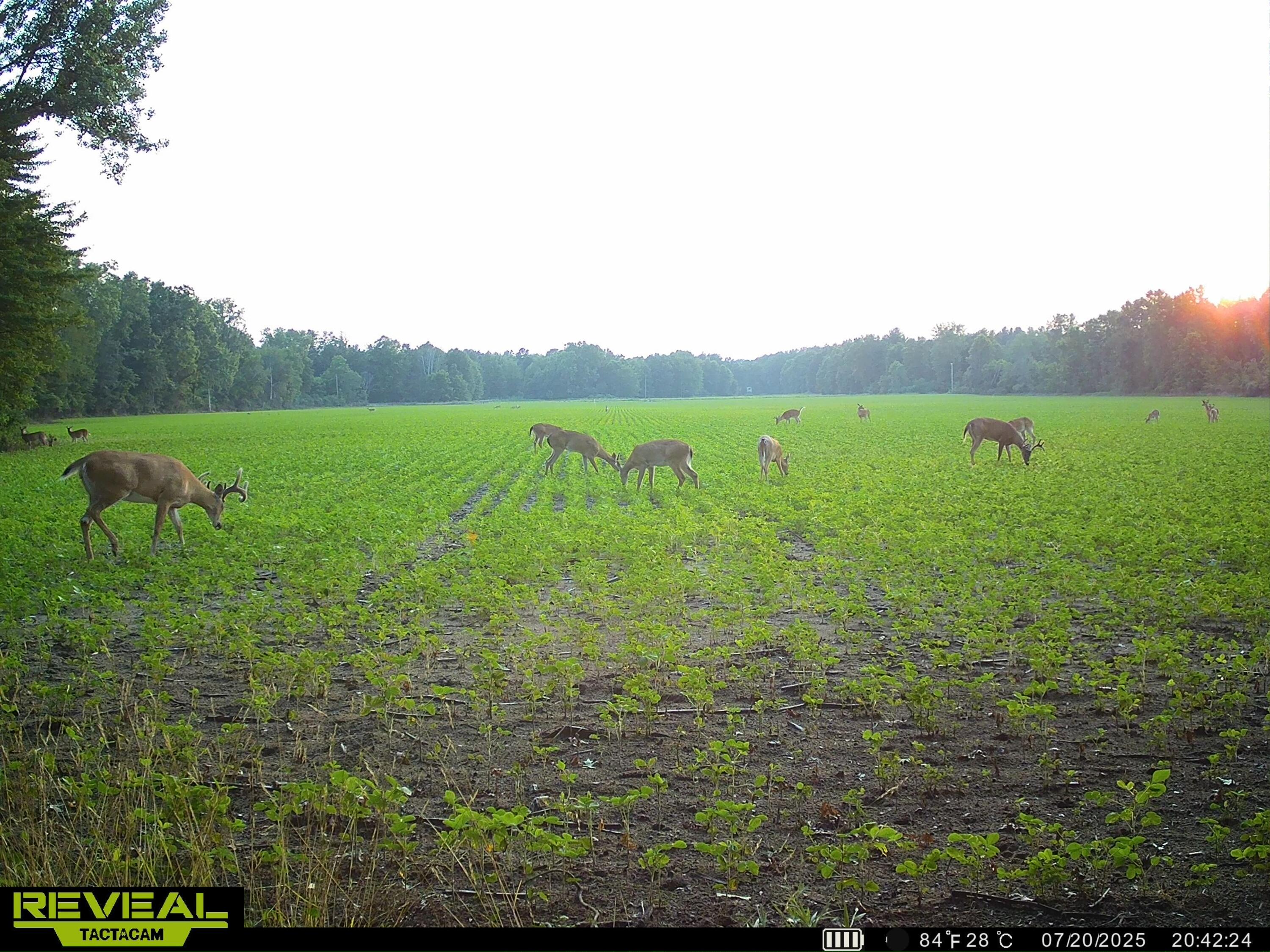 13709 South Fenmore Road Brant, MI 48614 - Photo 35 of 44 SYEW0173